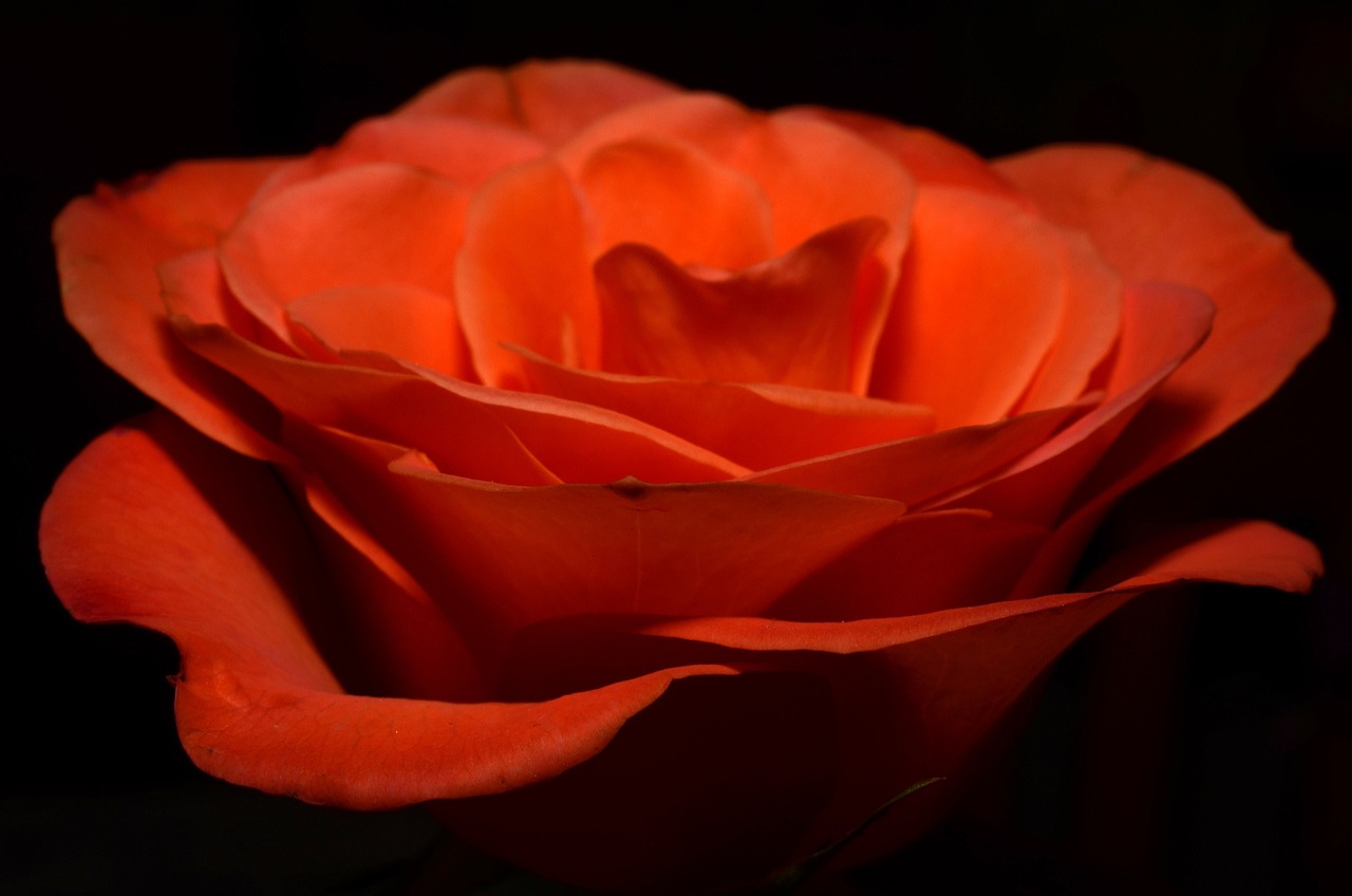 How to Draw a Realistic Rose: A Step-by-Step Guide